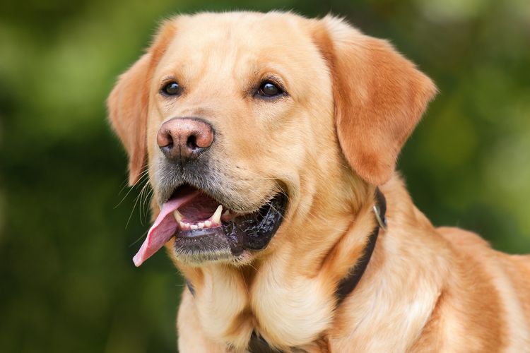 6 Fakta Unik Anjing Labrador Retriever yang Lincah dan Serbaguna